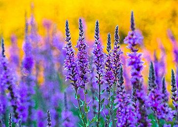 《汪汪队立大功剧场版电影》游戏现已登陆Steam平台